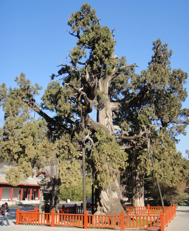 韩团A pink亮相造势个唱  称想吃火锅小笼包_必一·体育