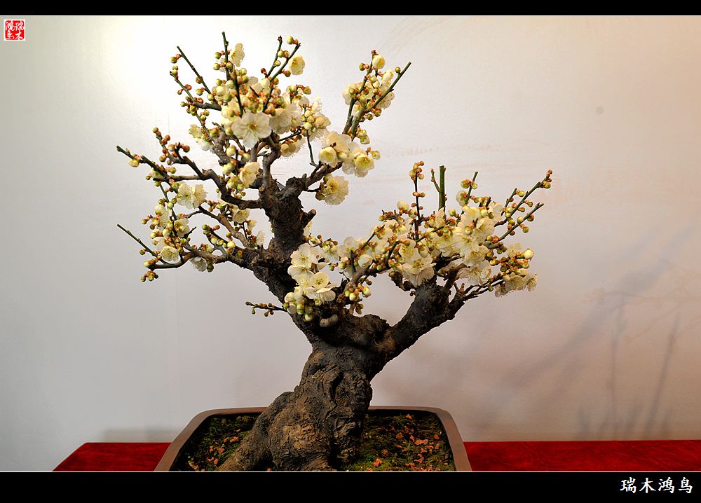 普奥战争:普鲁士称霸德意志之战“bsports必一”(图3) bsports必一